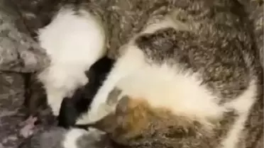 İskenderun'da Kedi ve Yavruları Kurtarıldı