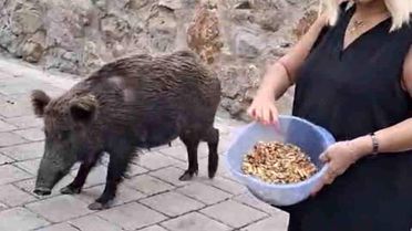 Safiye Soyman kapısına dayanan domuzu elleriyle besledi