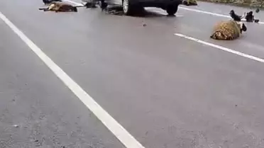 Siverek'te Koyun Sürüsüne Araç Çarptı