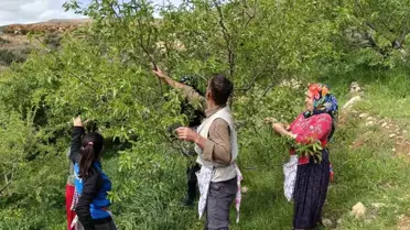 Mersin'de Badem Çağlası Hasadı Erken Başladı