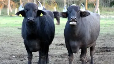 Türk çiftçilerin büyük başarısı: İki geni birleştirdiler, verimi görünce inanamadılar