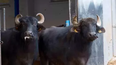 Manda Melezleme Çalışmasında Yeni Başarı