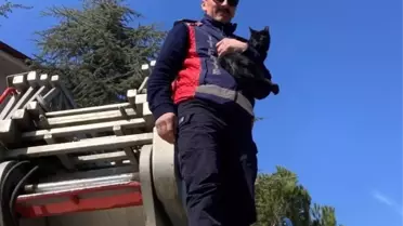 Ağaçta kalan kediyi itfaiye kurtardı