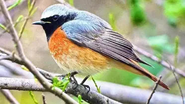 Antalya'da Göçmen Kuşlar Akın Ediyor