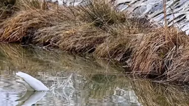 Ekşisu Sazlığı'nda Büyük Ak Balıkçıl Avlandı