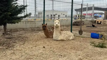 İpsala Sınır Kapısı'nda Kaçak Hayvan Ele Geçirildi