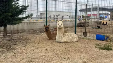 İpsala'da Kaçak Alpaka ve Kanatlı Hayvan Ele Geçirildi