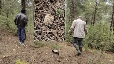 Köylüler dağ tepe onu arıyor: Altın bulmuş gibi seviniyoruz