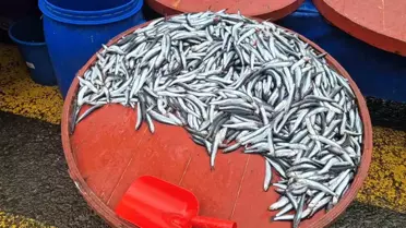 Hamsi Fiyatları 200 Liraya Yükseldi