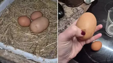 Tuhaf görünümlü yumurtayı kıran kadın, gördüğü karşısında şoke oldu