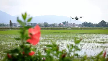 Taishan'da Akıllı Tarım Dönüşümü