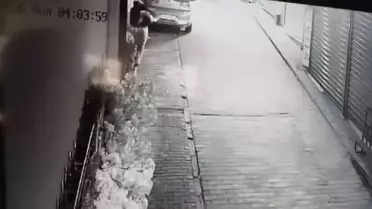 Bursa'da Hırsızlık: Süs Ağacı Çalındı