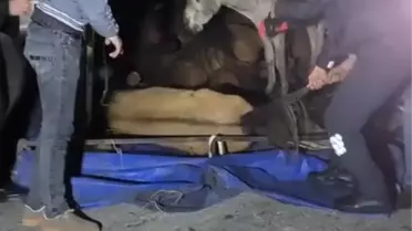 Adana'da Kamyonet Devrildi, Eşekler Yaralandı