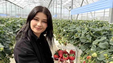 Tarsus'ta topraksız tarımda ilk çilek hasadı yapıldı