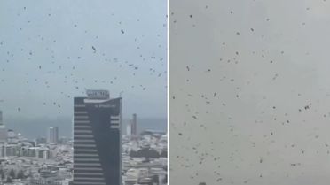 Tel Aviv'de karga istilası! İzleyen herkes aynı yorumu yapıyor