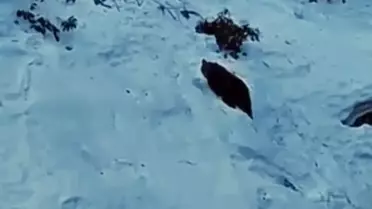 Ayder'de ayı yine sahnede! Kaçkarlar'da vahşi doğa heyecanı