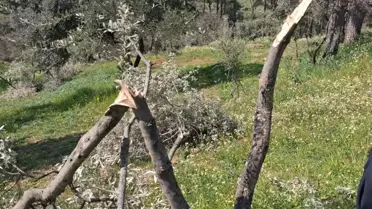 Koçarlı'da Ağaç Katliamı!