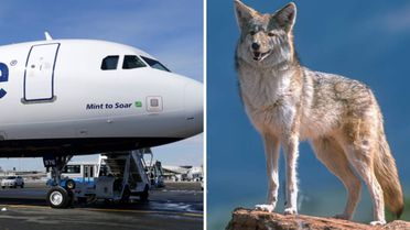 Kalkışta korku anları! Pistte kır kurduna çarpan uçak acil iniş yaptı