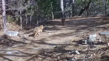 Bursa'da Çakallar Fotokapanda Görüntülendi