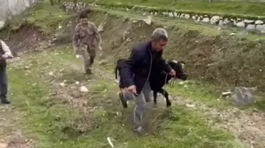 Polis Memuru Kaçan Buzağıyı Yakaladı