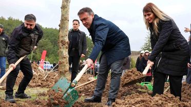 Bilecik'te 700 Çınar Fidanı Dikildi