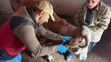 Tunceli'de Şap Aşılama Çalışmaları Devam Ediyor