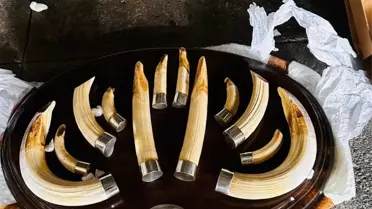 Trabzon Limanı'nda Yaban Hayvanı Trofesi Ele Geçirildi