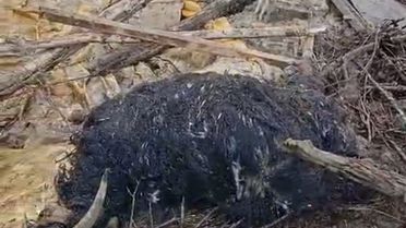 Başkale'de Yağış Sonrası Ahır Çöktü