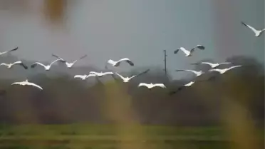 Boğazköy Barajı'nda Pelikanlar Misafir