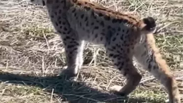 Vaşak Sivas'ta Çığlık Attı