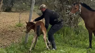 Dikenli Tellerdeki Tay Kurtarıldı