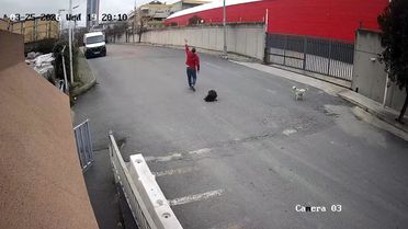 Cip Köpeğin Üzerinden Geçti