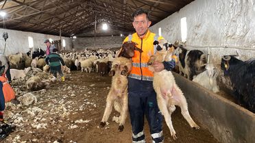 Kars'ta Koyun Kırkımına Başlandı