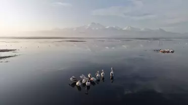 Kayseri'nin ilk pelikanları geldi