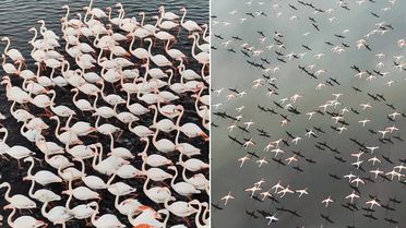 Kayseri'de eşsiz görüntü! Yılın ilk flamingo kafilesi geldi