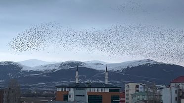 Görüntüler doğudaki ilimizden! Şehri istila ettiler