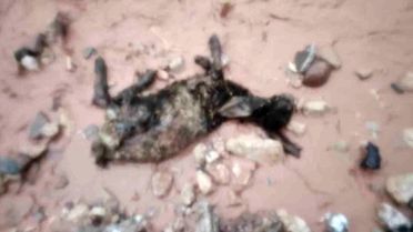 Sel, Şırnak'ta Göçerleri Vurdu