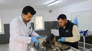 Kilis'te Yangında Kurtarılan 6 Yavru Köpek Tedavi Altında