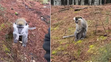 Afrika değil Denizli! Mantar aramak için çıktığı ormanda karşılaştığı hayvana bakın