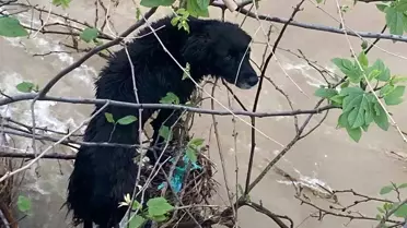 Hatay'da Dereye Düşen Köpek Kurtarıldı