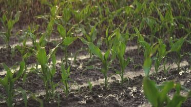 Konya Ovası'nda Yağışlar ve Tarım Sorunları