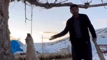 Zincirle Ağaçta Asılan Köpek Öldürüldü