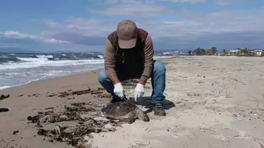 Kuşadası'nda Ölü Deniz Kaplumbağası Bulundu