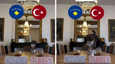 ''Nimbus The King'' isimli kedi Kosova - Türkiye maçının kazananını tahmin etti