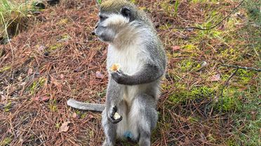 Denizli'de Mantar Toplayan Adamın Maymunla İlgili Anıları