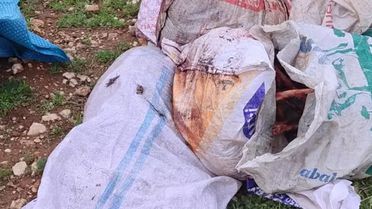 Şanlıurfa'da tarlada kesilmiş at başı bulundu