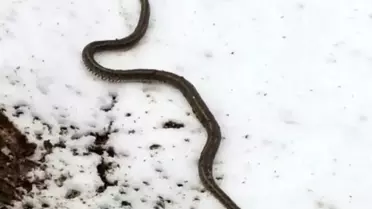 Yüksekova'da Camide Yılan Sürprizi