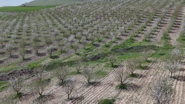 Adıyaman'da Badem Ağaçları Çiçek Açtı