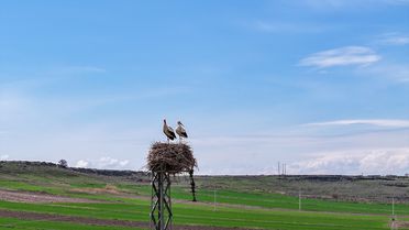 Leyleklerin Beslenme Sorunu Ortadan Kalkıyor