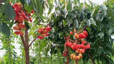 Afyon'da Jeotermal Serada Kiraz Hasadı Başladı
